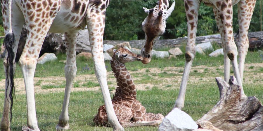 Ein Giraffen-Jungtier in einem Gehege des Berliner Tierparks.