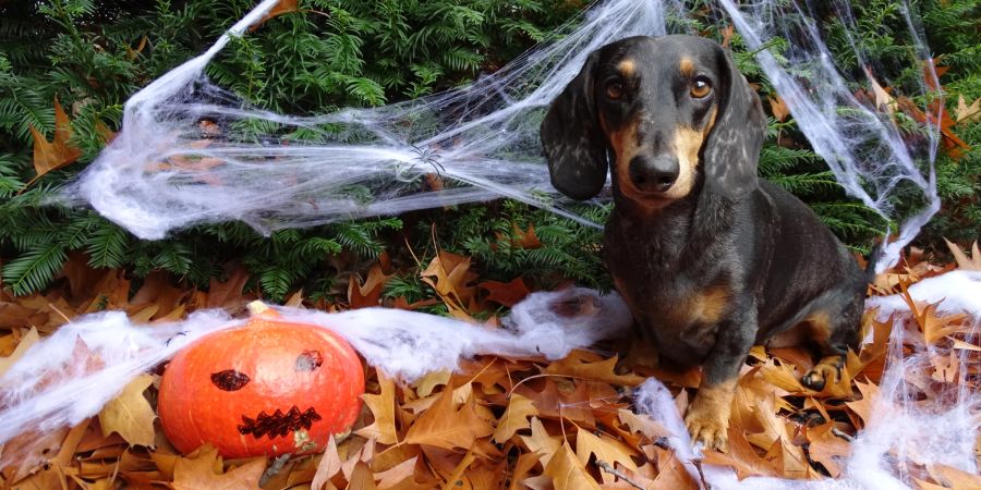 Hund mit Halloweendeko