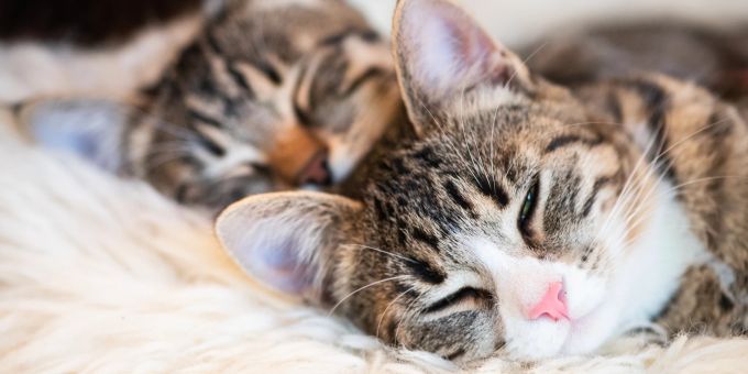 Davon träumen Katzenfans, die einen Gefährten für die bestehende Katze ins Haus holen wollen: «Alte» und «neue» Mieze kuscheln zusammen. Zwei Katzen