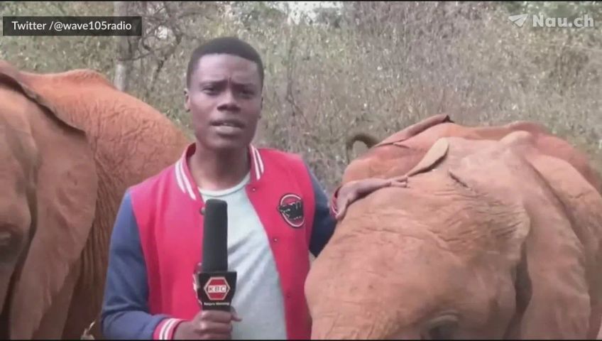 elephant