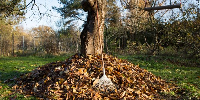 Laub Harke Baum Garten Herbst