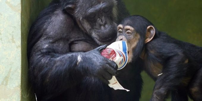 Zwei Schimpansen, Zoo Zürich. Zwei Affen.