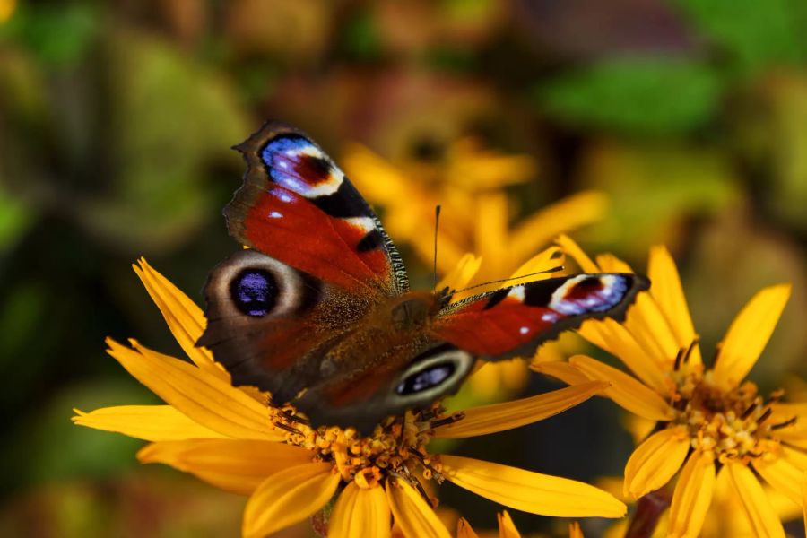 Wer Falter in den Garten locken und trotzdem nicht auf blühfreudige Exoten verzichten möchte, ist mit Zinnie, Phlox, Sonnenhut oder Aster gut beraten.