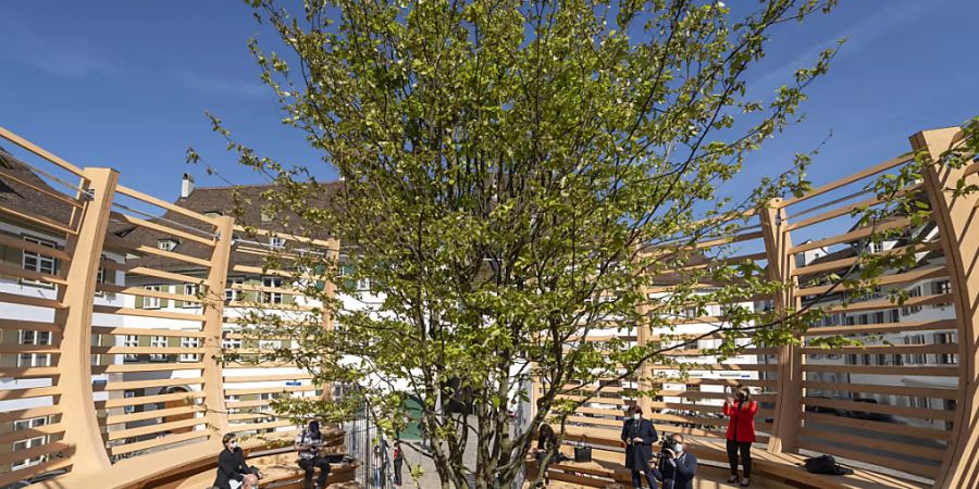 Die Arena erhebt den Baum zum Kunstwerk.