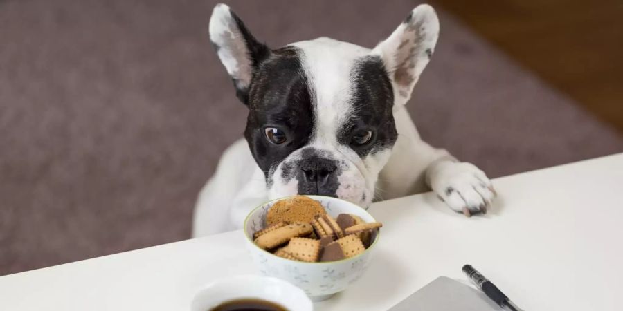 Hund frisst Kekse