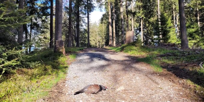 Der Tod eines Auerhahns in einem Schutzgebiet in Oberägeri ZG hat die kantonale Behörde auf den Plan gerufen. Kapo ZG Auerhahn