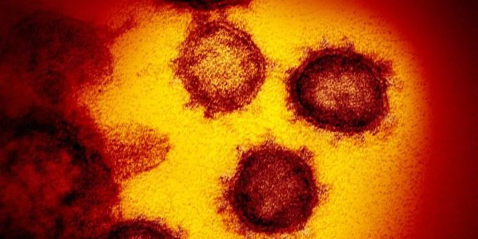 Genf - Neben Fledermäusen Schuppentiere im Fokus der WHO-Forscher