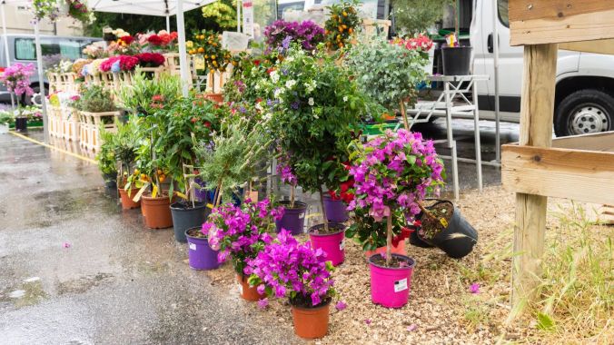 Blumenmeer auf dem Klosterplatz.