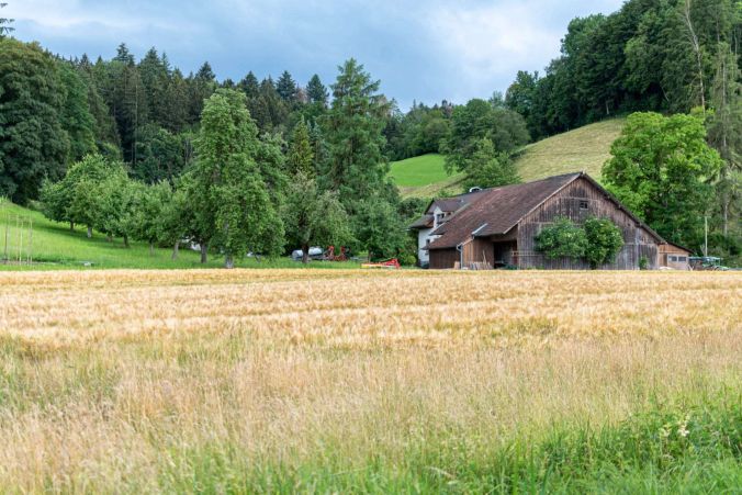 Gerste gehört zu den wichtigsten Getreide-Arten.