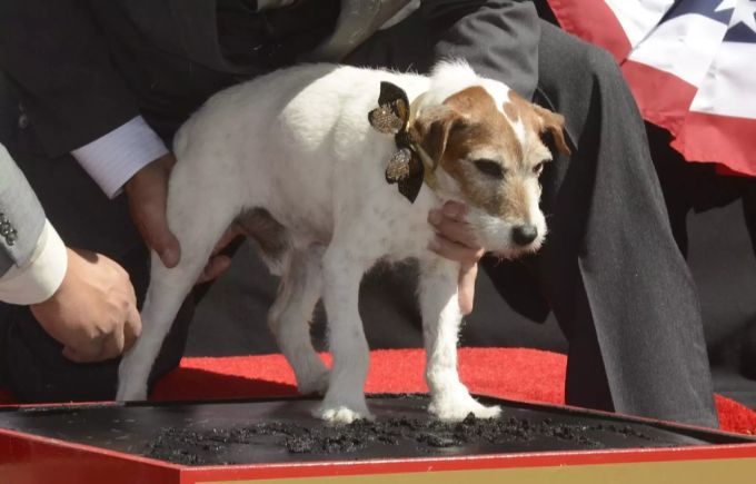 Uggie durfte sogar seine Pfotenabdrücke vor dem Chinese Grauman's Theater in Hollywood hinterlassen. uggie