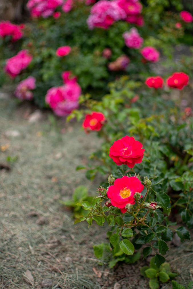 Rote Wildblumen in einem Wohler Garten.