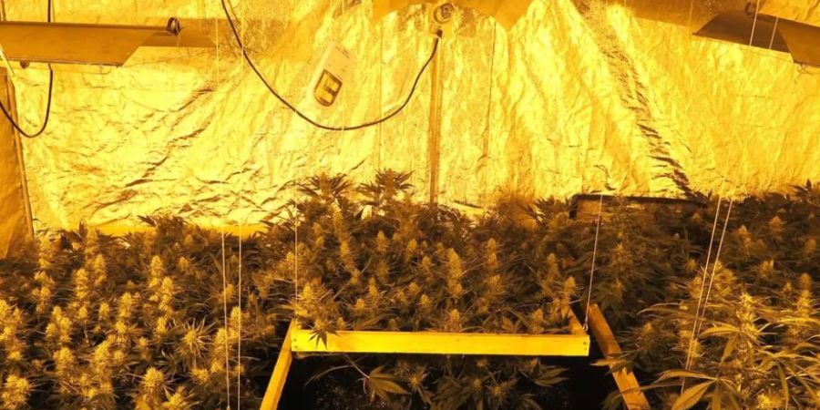 Nach einer Marihuana-Plantage in der Steiermark hat die österreichische Polizei eine weitere im Innviertel aufgetan. Sie tarnte sich als «Forschungsanstalt». Die 200 «Studienteilnehmer» zahlten allerdings für die «Medikamente» handelsübliche Tarife. Die Betreiber sind sich keiner Schuld bewusst.