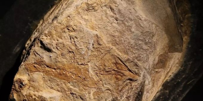Fossilierter Triassurus sixtelae, der älteste Salamander der Welt. (Pressebild) Salmander