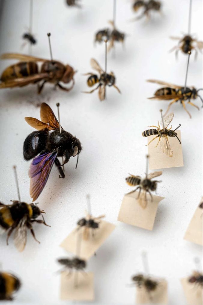 Diese und andere einheimischen Wildbienen sollen in Zukunft den Stockhornkreisel bevölkern