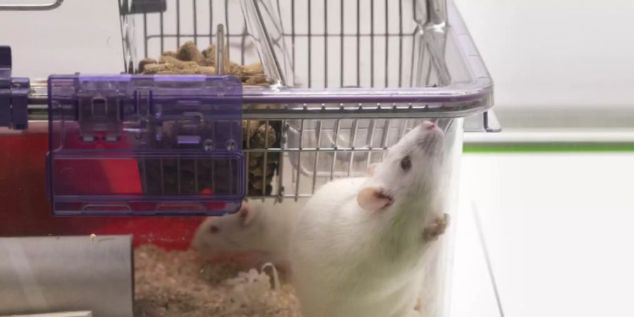 Ratten sind wie die Polizisten, die tatenlos der Misshandlung von George Floyd zusahen: Wenn kein anderer helfend einschreitet, tun sie es auch nicht. (Symbolbild)