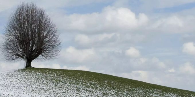 Ein einsamer Baum steht halb im Grünen in Riggisberg bei Bern.