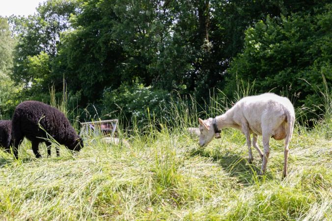 Auch in Ammerswil geniessen die Tiere den Frühling.
