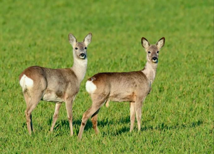 Für die Stadtgärtnerei Basel sind die Rehe auf dem Friedhof Hörnli ein Ärgernis. (Symbolbild) Rehe
