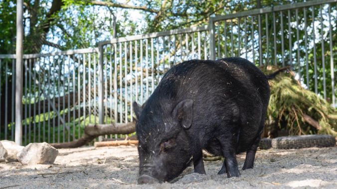 Es gibt kaum ein Tier, das nicht im Tierdöfli ein vorübergehendes Zuhause findet.