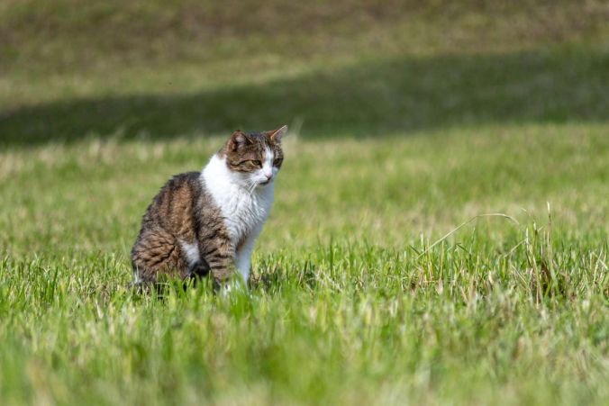 Eine mausende Katze in Oberkulm.