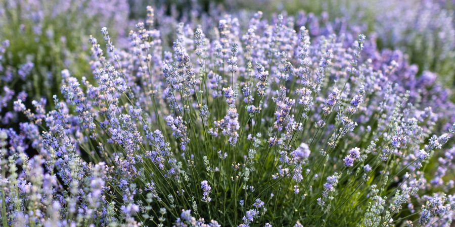 Lavendel ist nicht nur ein echter Hingucker im Garten: Er vertreibt mit seinem Geruch auch lästige Insekten.