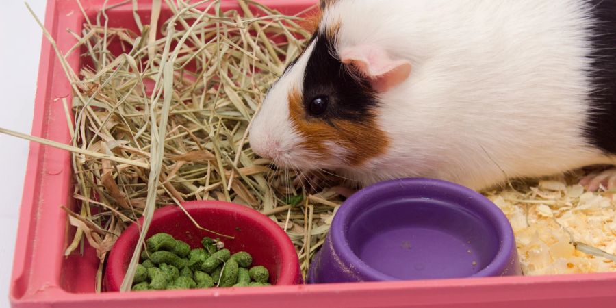 Meerschweinchen neben Essen und Wasser