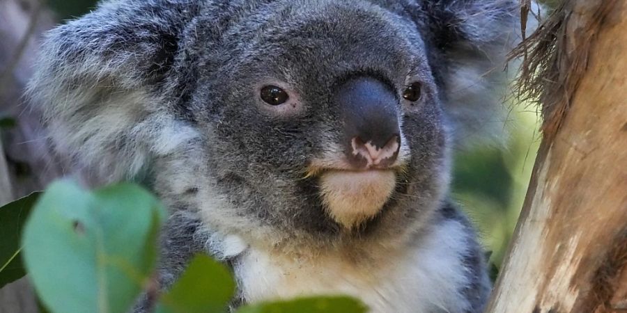 Nach dem Fund Dutzender verletzter und toter Koalas auf einem privaten Grundstück im Südosten Australiens ist ein Forstunternehmen in Melbourne zu einer Geldstrafe von 79'000 australischen Dollar verurteilt worden. (Archivbild)