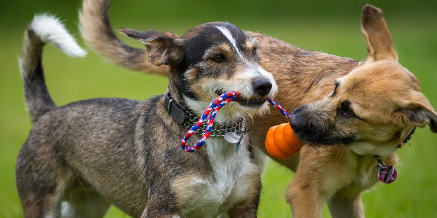 Wenn Hunde miteinander spielen, entwickelt sich ihr Sozialverhalten.