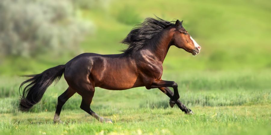 Auch Pferde mit Arthritis müssen in Bewegung bleiben.