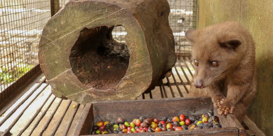 Kopi Luwak