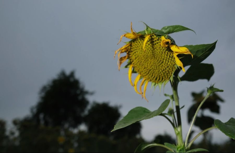 «Am Sommtag kommt der Herbst», schreibt etwa «SRF Meteo».