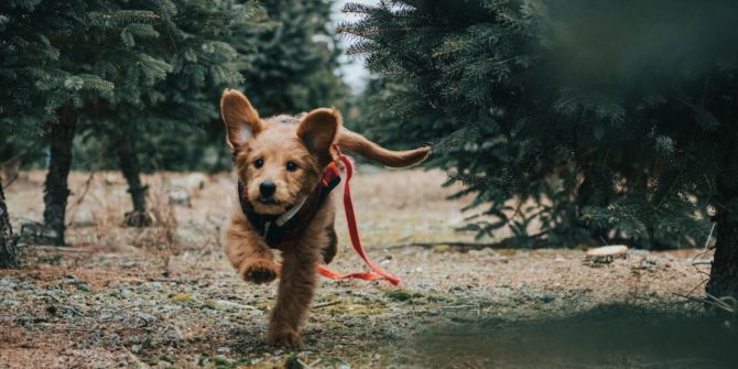 Hund Tierschutz