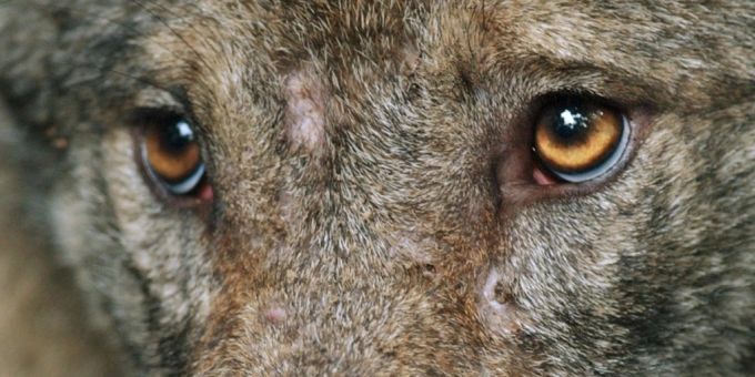 Der Kanton Graubünden will mehrere Wolfsrudel ausmerzen. (Symbolbild) Der Kanton Graubünden will mehrere Wolfsrudel ausmerzen. (Symbolbild)