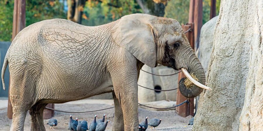 Die 47-jährige Elefantenkuh Heri im Zoo Basel.