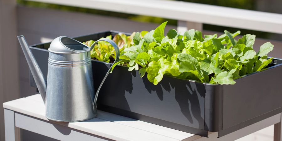 Salat wächst auf einem Balkon.