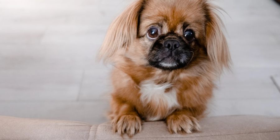 Pekingese