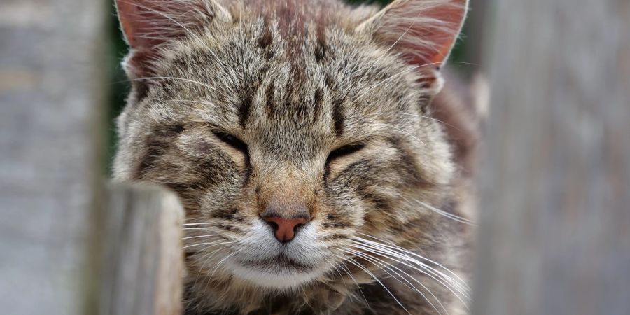 Katze kneift Augen zusammen