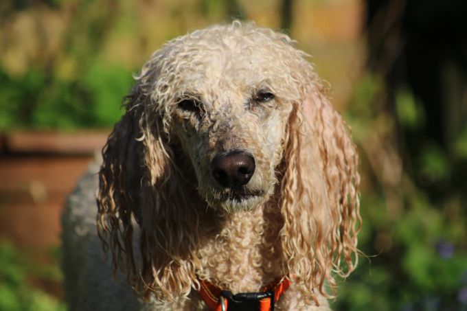 Ihren Hund sollten Sie mit speziellem Shampoo waschen. Hund