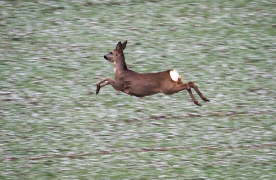 Park-Ranger Stefan Steuri erklärt: «Der Winter ist die härteste Zeit für Wildtiere.» (Archivbild)