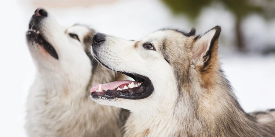 Alaskan Malamutes