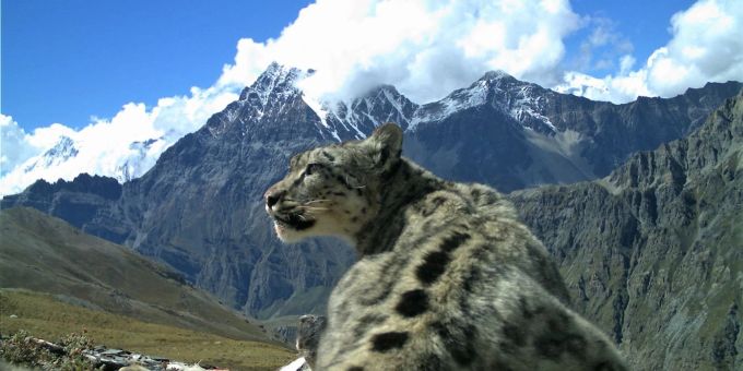 Schneeleoparden sind vom Aussterben bedroht. Schneeleoparden sind charismatische Tiere und ihr Nachwuchs in Zoos ein stets vielbeachtetes Ereignis. In freier Wildbahn in Asien leben nur noch einige Tausend der Tiere.