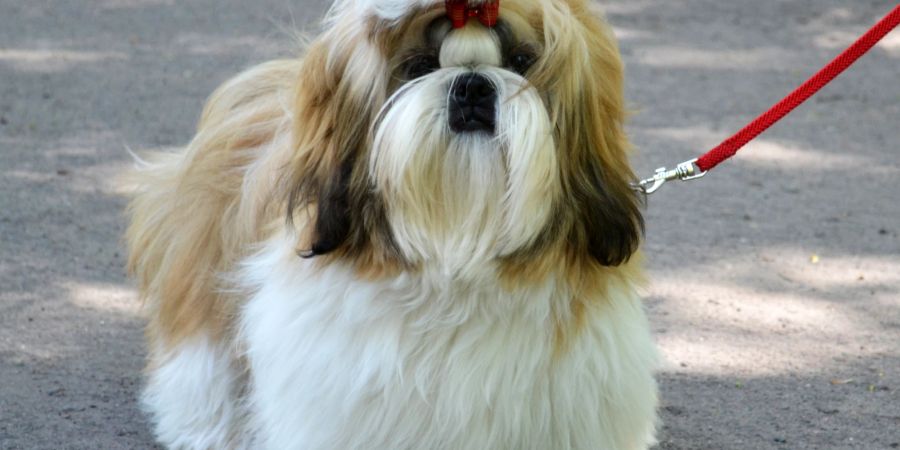 Shih Tzu Hund