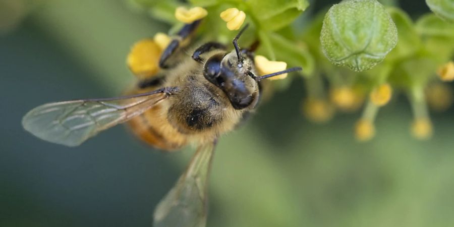 Bienen