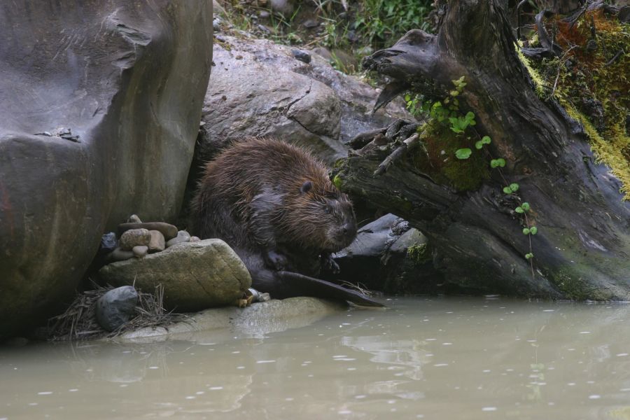 Vor zwei Jahrhunderten wurde der Biber aufgrund intensiver Jagd in der Schweiz ausgerottet. Dank erfolgreicher Wiederansiedlungsprojekte hat sich die Population dieser Nagetiere erholt.