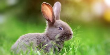Kaninchen im Gras