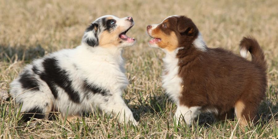 australian shepherd