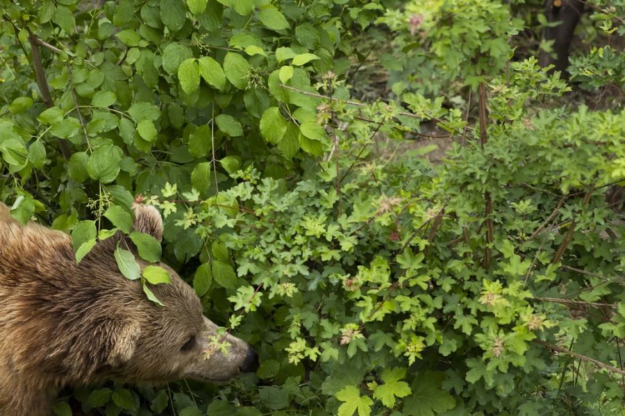 Ein junger Bär im Bärenpark, Bern, Juni 2022.