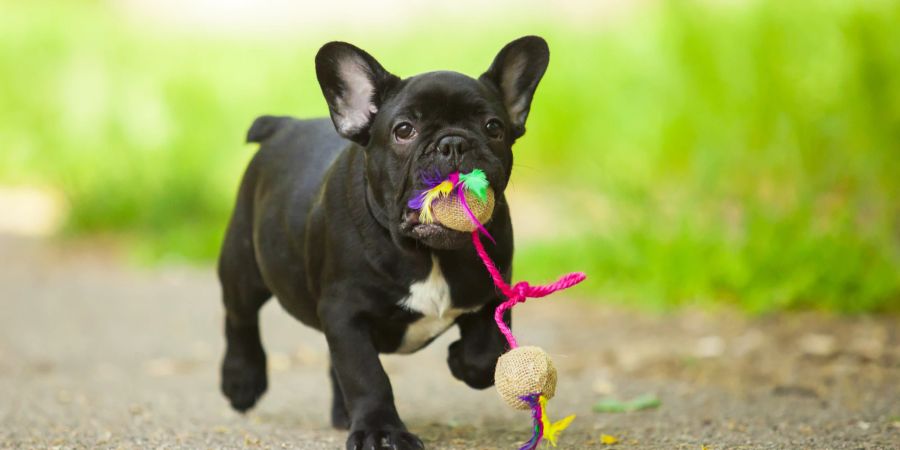 Hund draussen mit Spielzeug