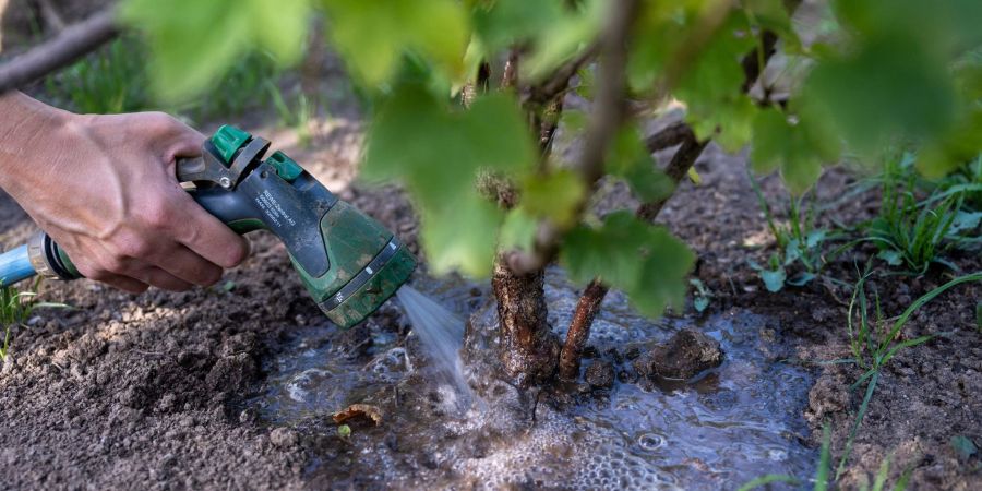 Eine Frau giesst einen Johannisbeerstrauch in einem Kleingarten. Viele Gärtner sorgen sich wegen der anhaltenden Trockenheit um ihre Pflanzen.