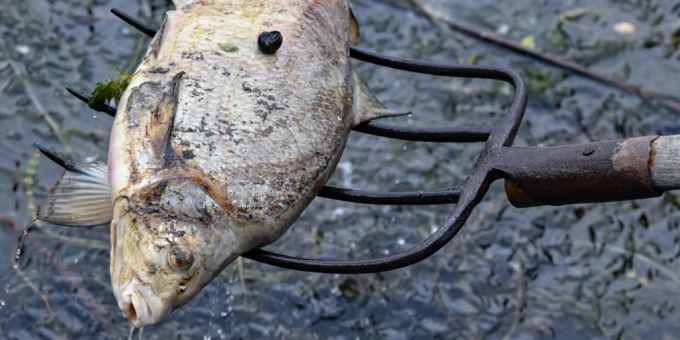 Polens Wasserbehörde - «Kein zusätzliches Wasser in die Oder geleitet»